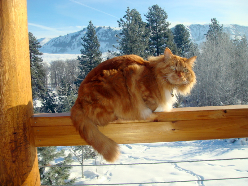 Cedar the Great Cat